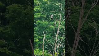 Two Eastern King Birds in Massachusetts bird nature kingbird wildlife [upl. by Sedinoel550]