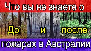 Что вы не знаете о пожарах в Австралии [upl. by Ertsevlis]