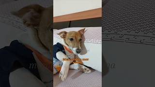 Ecco la verità sui giorni della settimana 😂 merybijouesciarpina comedy jackrussell settimana [upl. by Thetis635]