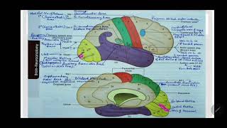 OCCIPITAL CORTEX  VISUAL AREA  BRODMANNS AREA 17 18 19  STRIATE AREA  Dr Azmi Mohsin [upl. by Aneral]