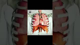 What happens during respiration in human science shorts [upl. by Aiam]