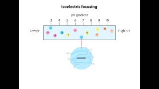 Isoelectric Focusing Animation I CSIR NET Life Science I GATE Life Science I DBT JRF [upl. by Hedwiga]