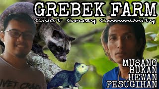 GREBEK FARM C3 BERTERNAK MUSANG MORPH  Penuh Satwa Eksotis [upl. by Nitsej250]