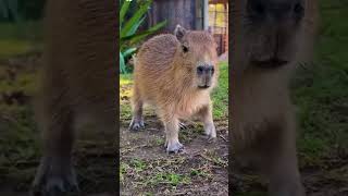 😍😍 capybara animalphotos animals animalpictures cute capybaramemes Creits capypal 🍭⭐️🌷 [upl. by Dnarud]