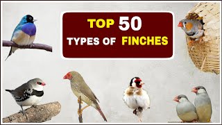 Top 50 Types of Finches  Finches and Names [upl. by Haneeja510]