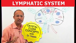 Introduction to Lymphatic System  Lymph Nodes [upl. by Yeliac315]