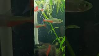 Green Fire Tetras Aphyocharax rathbuni shorts [upl. by Dami]