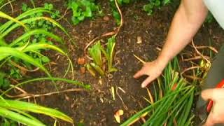 How to Trim Daylilies [upl. by Lasonde399]