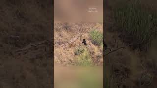 A Sloth Bears Unexpected Encounter with Two Tigers [upl. by Norha404]