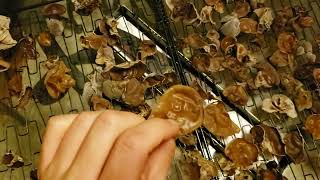 How to Dry mushrooms No Dehydrator Needed [upl. by Ayor81]