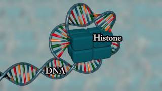 Chromosome structure  Medical animation [upl. by Crispen508]