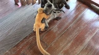 Playful Orange Baby Monkey On The Stairs Silver Leaf Monkey  National Park in Borneo 1080p HD [upl. by Ateuqahs61]