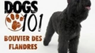 Dogs 101  Bouvier Des Flandres [upl. by Ibed]