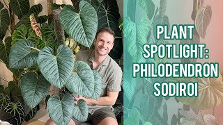 The perfect heartshaped leaves  Philodendron sodiroi  Plant Spotlight amp Care Guide [upl. by Atived]