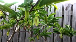 3 Easy Ways to Ripen Custard Apples Very Quickly Cherimoya [upl. by Mccutcheon198]