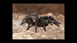 Sydney FunnelWeb Spider I Deadly Secrets Revealed [upl. by Intirb]