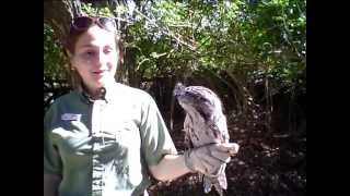 FROG MOUTH OWL LIKE BIRD SUNBATHING A GREAT DESCRIPTION FROM ITquotS KEEPER [upl. by Bernarr]