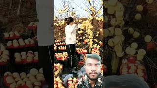 Apple tal short 🍉🍓🍎🍊 Kundan Raj Vlogs [upl. by Leirza873]