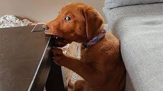 50 Funny Animal Videos To Crack You Up All Long Day [upl. by Alyose]