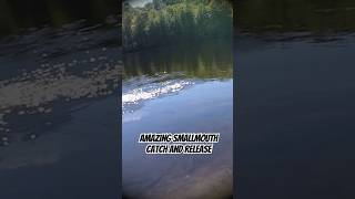 Amazing Smallmouth Catch and Release River Fishing fishing fish [upl. by Ahsiuqat]