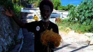 Is This Love Explanation of the Jamaican Love Bush Montego Bayavi [upl. by Revilo]