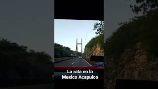 Así opera la rata en la México Acapulco [upl. by Enileuqkcaj511]