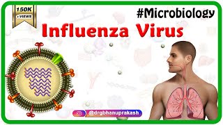 Influenza Virus Microbiology Animation [upl. by Hali]