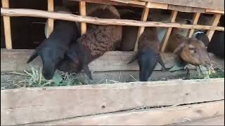 Sheep Feeding At Ratzonfarm farming [upl. by Lanctot374]