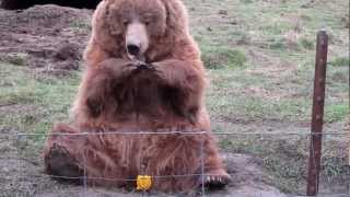 Bear Waving at Olympic Game Farm [upl. by Linneman]