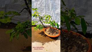 👆ForDetails  Polyalthia Suberosa tree bonsai Humjum Barachali Guakoli Murmuri Corkydebbar [upl. by Cyna]