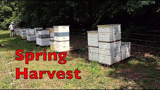 Harvesting Our Spring Honey Crop [upl. by Allemat64]