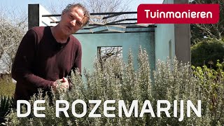 De rozemarijn standplaats snoeien en voeden  Plantenkennis  Tuinmanieren [upl. by Zeuqram]