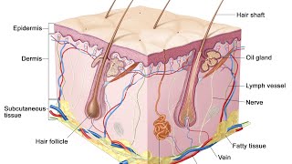 Classification of skin layers Hypodermissubcutaneous layerskin  skin theory of beauty course [upl. by Rasia]