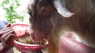 HCS COMMANDO KAMBING SWISS JENIS SAANAN MAKAN SAMPAH BLITAR [upl. by Eunice955]