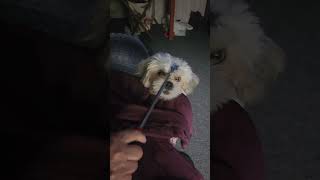 Vicious dog attacks back scratcher doglife shitzu [upl. by Jodee]