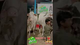 Afridi Cattle Farm 2024 [upl. by Lajet]