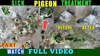 Sick Pigeon Treatment Part1 Green Motion KamjorSust Kabutar Hari Beat Ka Ilaj👍🕊 [upl. by Damon]