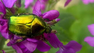 Cetonia aurata the rose chafer [upl. by Notlrac]