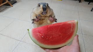 awesome sound when marmot eats watermelon [upl. by Ssac]