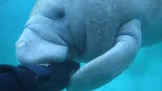 Manatee Attack  A Manatee tries to bite off my Hand [upl. by Oinoitna]