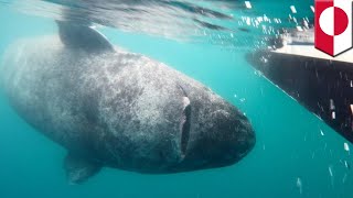 Oldest living animal Is this Greenland shark really 512 years old  TomoNews [upl. by Aicyla443]