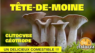 Identifier et trouver le délicieux géotrope têtedemoine  masterclass champignons 2021 [upl. by Ynnot52]