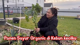 AKHIRNYA PANEN SAYUR ORGANIK DI KEBUN LAGI‼️KIRAIN MATI TERNYATA SUBUR [upl. by Iden462]