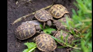 Wie sollte ein Außengehege für Landschildkröten aussehen [upl. by Aiuqet]