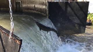 Salmon Run Bowmanville Fish Ladder 2017 [upl. by Aklog]