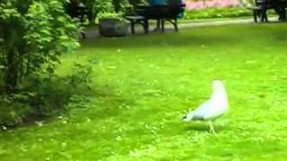 Seagull Eats a Live Bird [upl. by Yerrot449]