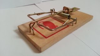 Biltema Mousetrap Unboxing and Test [upl. by Hctub]