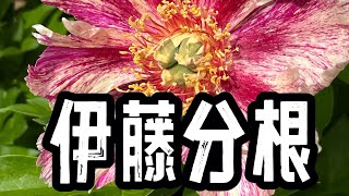 青石话牡丹芍药 大株伊藤、芍药分根分享 2024年9⃣️月 [upl. by Rahab]