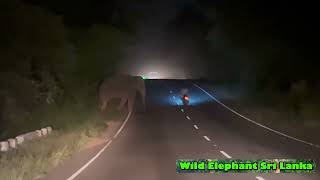 Wild Elephant attack in night Habarana road Sri Lanka  Wild Elephant Sri Lanka [upl. by Pry]