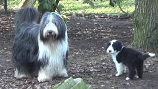 Bearded Collie puppies 15 February 2017 [upl. by Namdor]